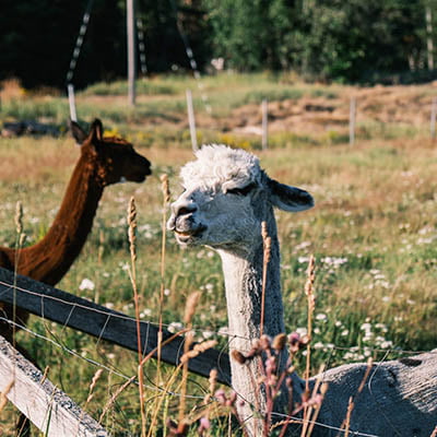 Två alpackor som står bredvid varandra på ett fält.