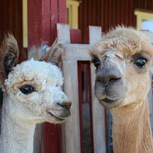 Two alpacas standing next to each other.