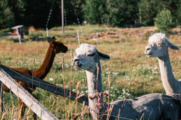 Tre alpackor som står på ett fält bredvid ett staket.
