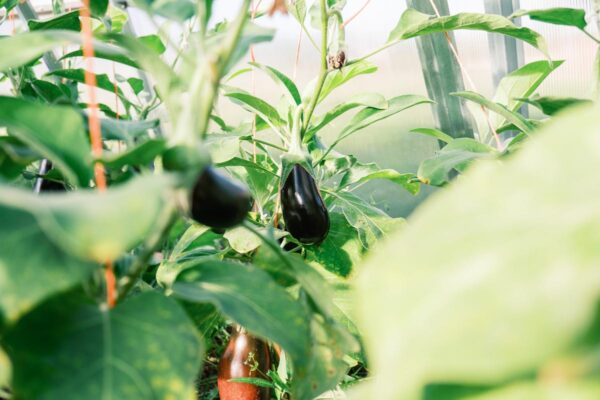Aubergine growing in a greenhouse.