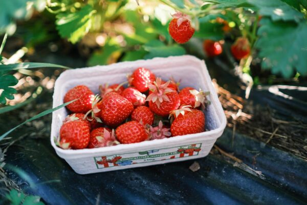 Korpoströms Gårds Strawberries in a white basket