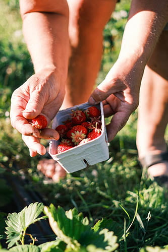 En kvinna som plockar jordgubbar på ett fält.